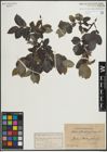 Foto von Salix glauca L. x Salix nigricans Sm.